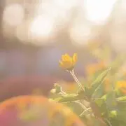 フルールの画像