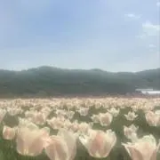 ゆきの画像