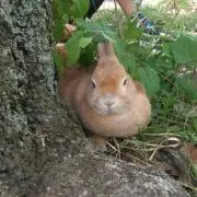 うさちゃんの画像
