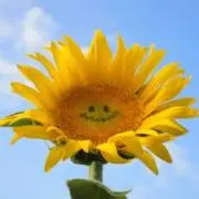 ひまわり❁の画像