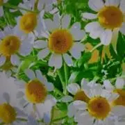 にこの画像