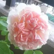sato☆の画像