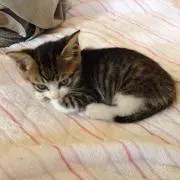 アイリ