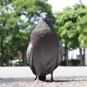 猫•プロフィール御一読下さい•