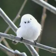 マンマミーヤの画像