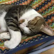 Nyao