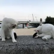こまめの画像