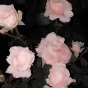 kaanna☆ときどきハンドメイド♡の画像