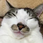 btabby