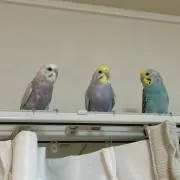 Jerichoの画像