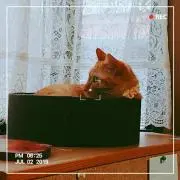 れんれんの画像