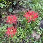 ❁⃘redspiderlily❁⃘の画像
