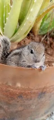かなたの画像