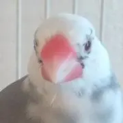 びんび