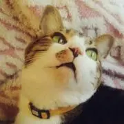 まるはち
