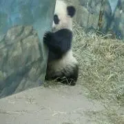 琉神マブヤー