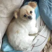 Raichiの画像