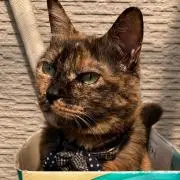 みさきの画像