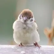 ARATA