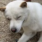 タルボウ