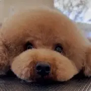 ふくの画像