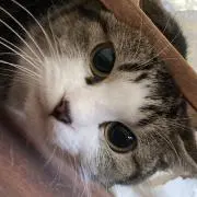 B*様 美品 umbro アンブロ originフェイクレザー ジャージ M 黒 - メルカリ