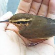 がじろう☆の画像