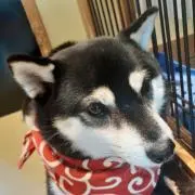 りゅう