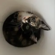 ゆ