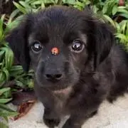 波猿