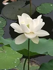 りんご