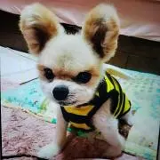 コハルの画像