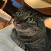 ぞのこの画像