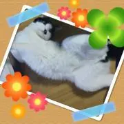 しじ