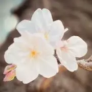 calineの画像