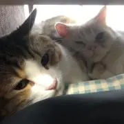 らすくの画像