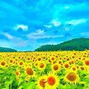 いつもご購入誠にありがとうございます！の画像