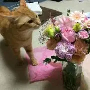 むーこ