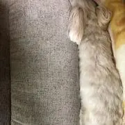 Marcyの画像