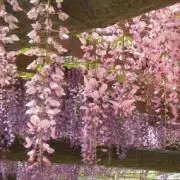ふじの画像
