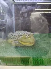 xyの画像