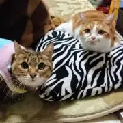 こっぺの画像