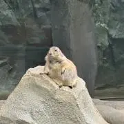 たかおの画像