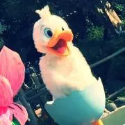 CHIの画像