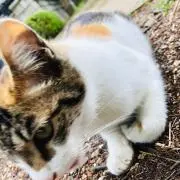 あやにゃ