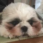 マメ