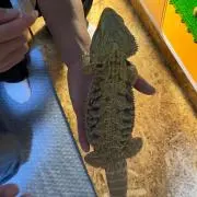 こんちわ