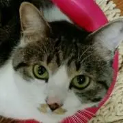 おかあちゃんの画像
