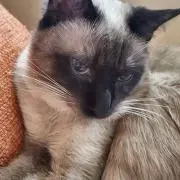 プリン❤