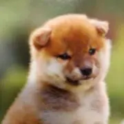豆柴の画像